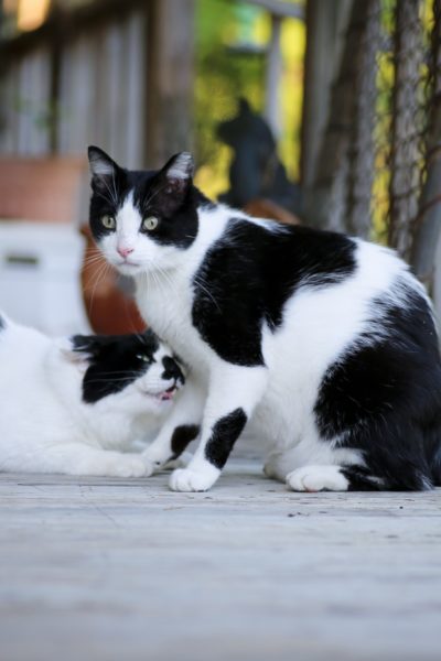 Popcorn Cats on the Rabbit Trail @sprittibee Feisty Feral Farm Cats and Jesus