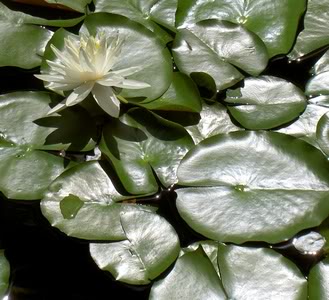 Lilly pad