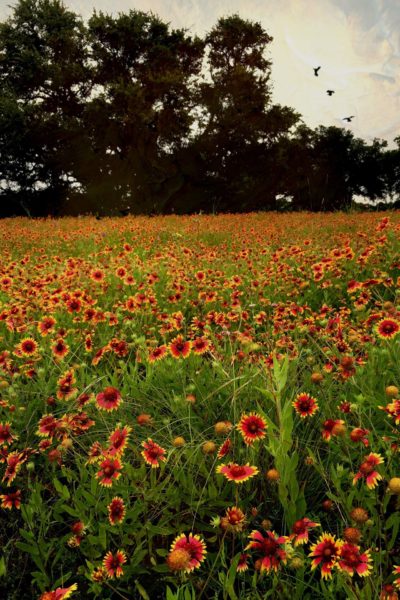 Do you believe in fate? Texas firewheels by @sprittibee