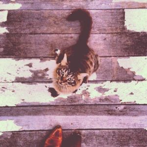 Cowboy Cat