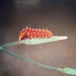 Pipe Vine Swallowtail Caterpillar