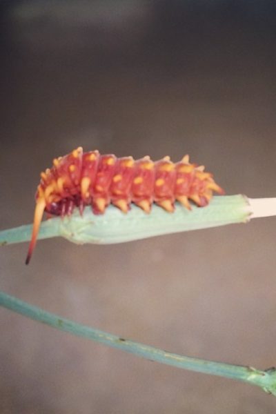 Pipe Vine Swallowtail Caterpillar