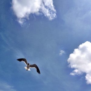 seagull