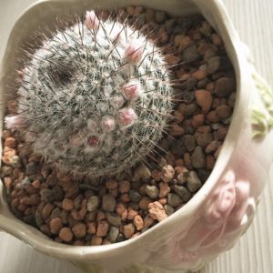 Cactus Bloom