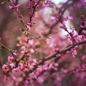Sprittibee's Redbud Tree