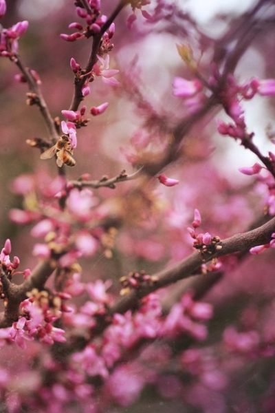 Sprittibee's Redbud Tree