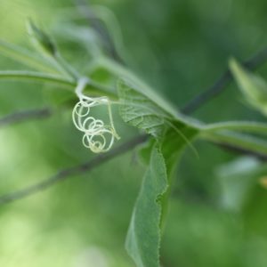 Garden Curls