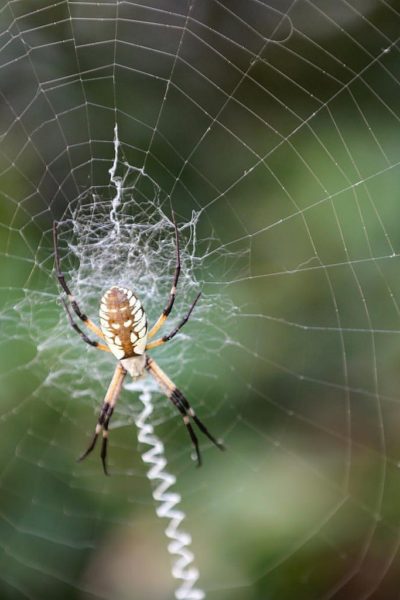 Argiope Spider via @sprittibee