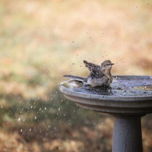 Mockingbird Bath via @sprittibee