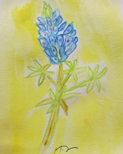 Bluebonnet by @sprittibee
