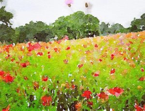 Texas Wildflower Photos Edit by @Sprittibee