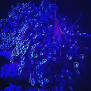 Austin Aquarium Shrimp via @sprittibee