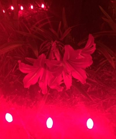 Amaryllis Christmas Flowers
