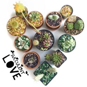 Succulent Heart by @sprittibee
