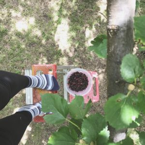 Mulberry Picking via Sprittibee