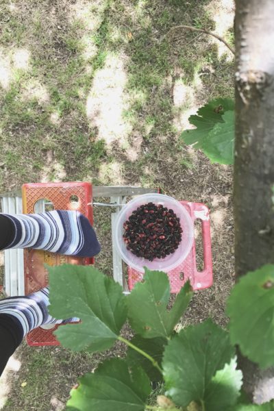 Mulberry Picking via Sprittibee