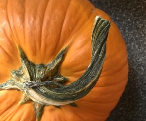Pumpkin Time by @sprittibee