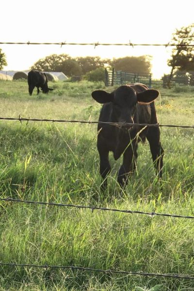 Neighbor Cow via @Sprittibee