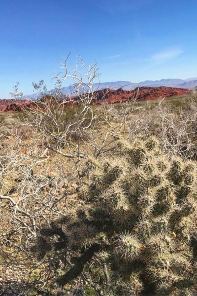 Cholla Cactus via @sprittibee Photography