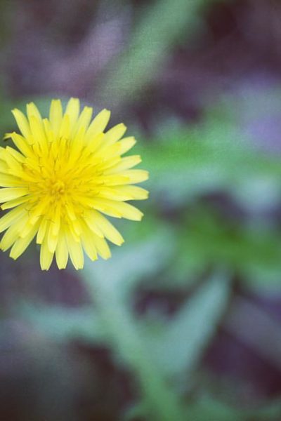 Dandelion via @sprittibee