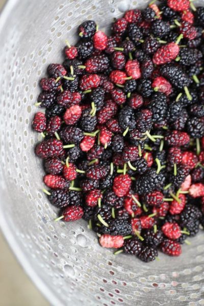 Mulberry Mama via @sprittibee