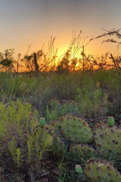 west texas sunset @sprittibee