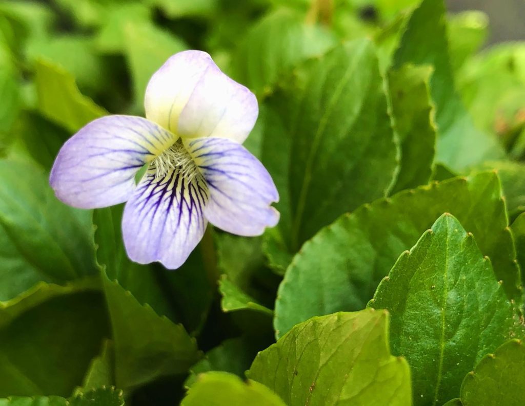 Wood Violet by @sprittibee