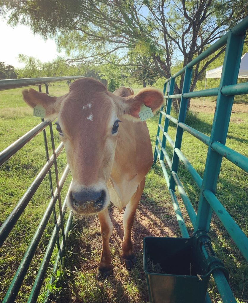 Pretty Jersey Milk Cow @sprittibee