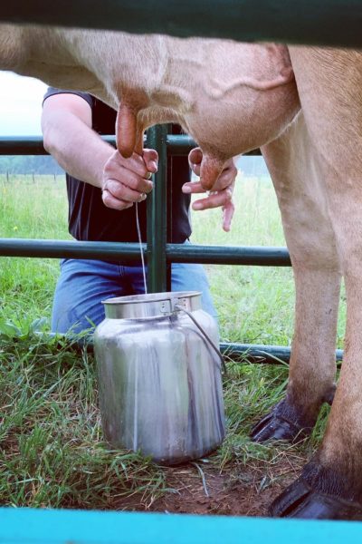 Those two days we tried hand milking. @sprittibee