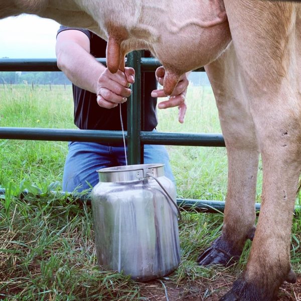 Those two days we tried hand milking. @sprittibee