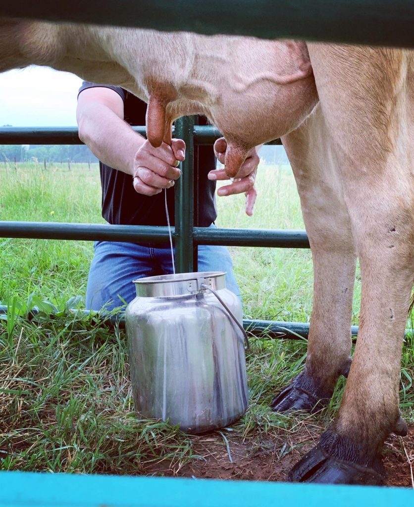Those two days we tried hand milking. @sprittibee