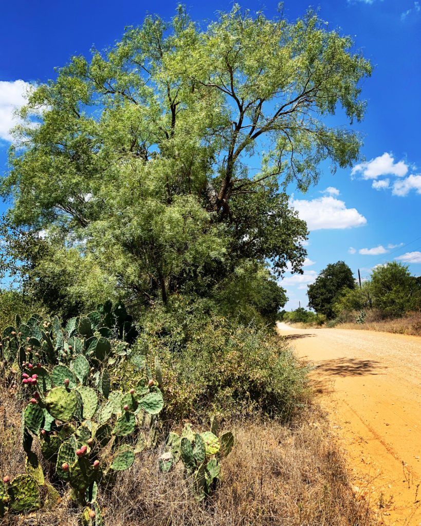 West Central Texas @sprittibee