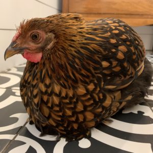 Lacey the Gold Laced Wyandotte @sprittibee