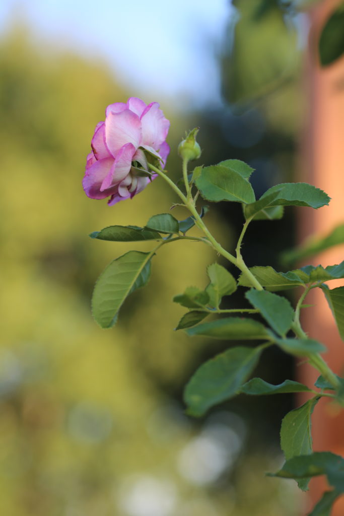 Roses on the fence @sprittibee