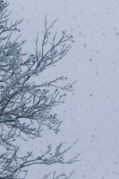 Snowpocalypse by @sprittibee