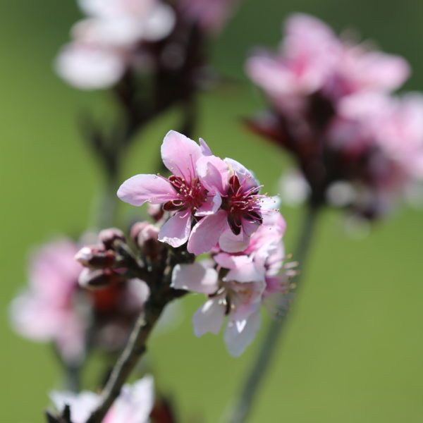 Peach Tree Blossoms @sprittibee