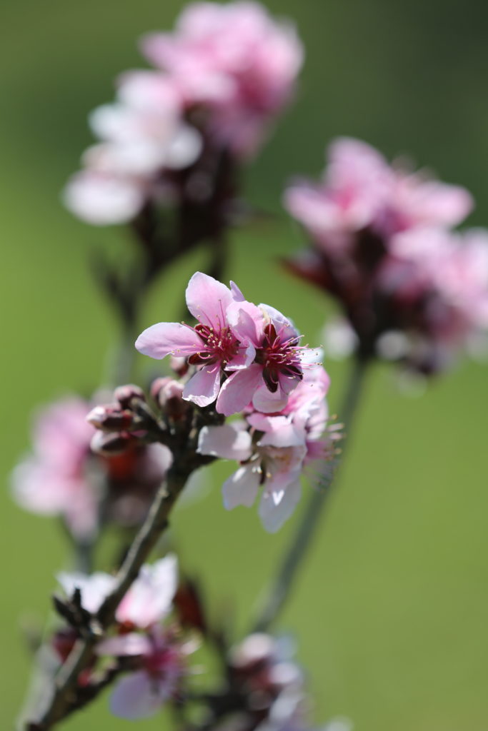 Peach Tree Blossoms @sprittibee