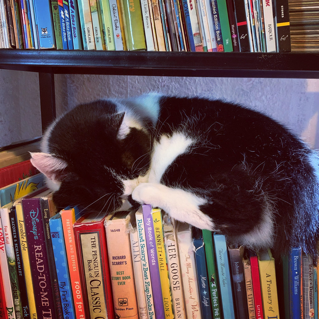 Bookshelf Cat